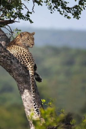 Yebo Safari Tents-Stay Inside Kruger